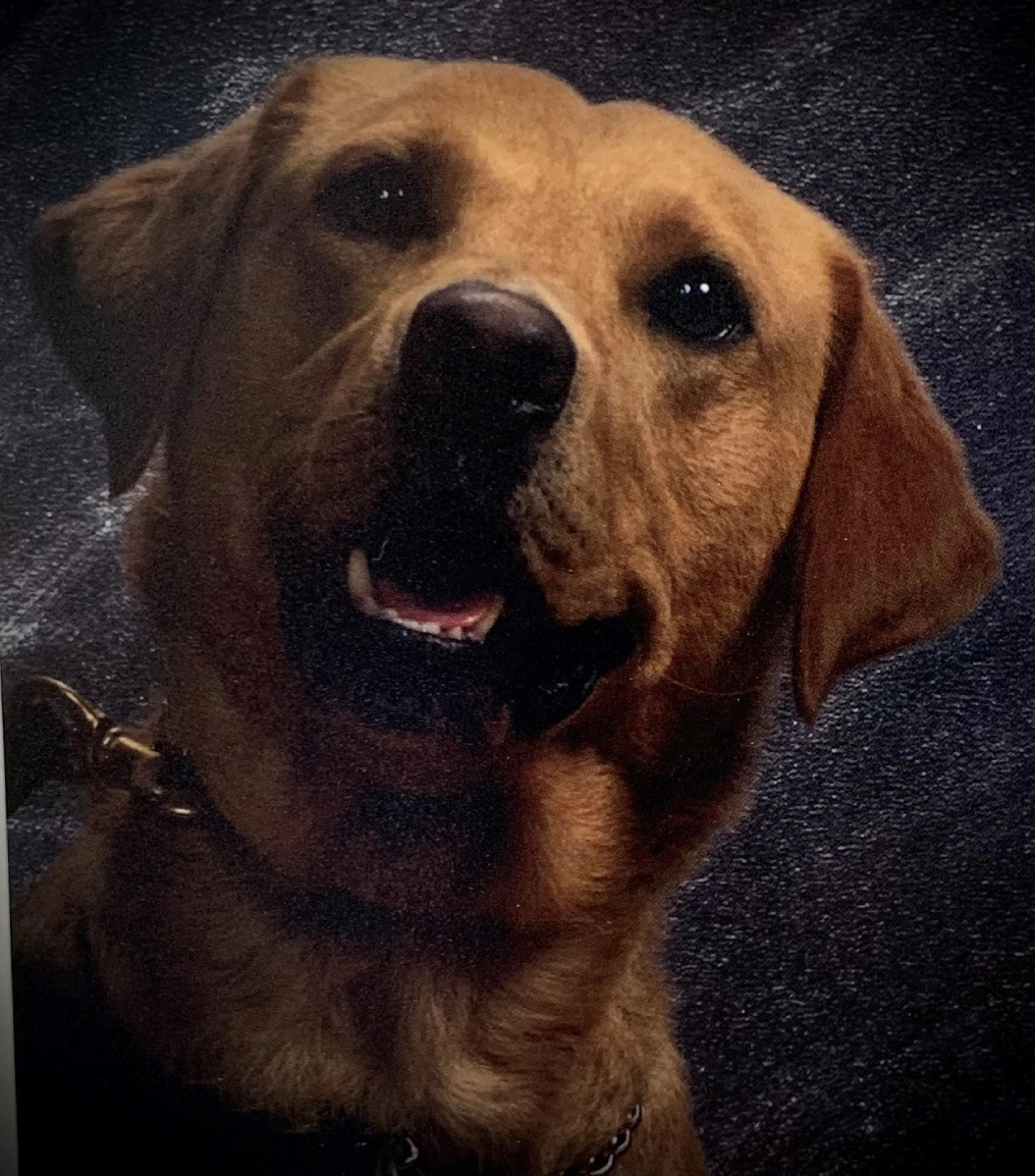 Brown dog with a dark background.