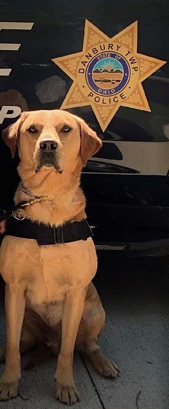 Police dog sitting by patrol car.