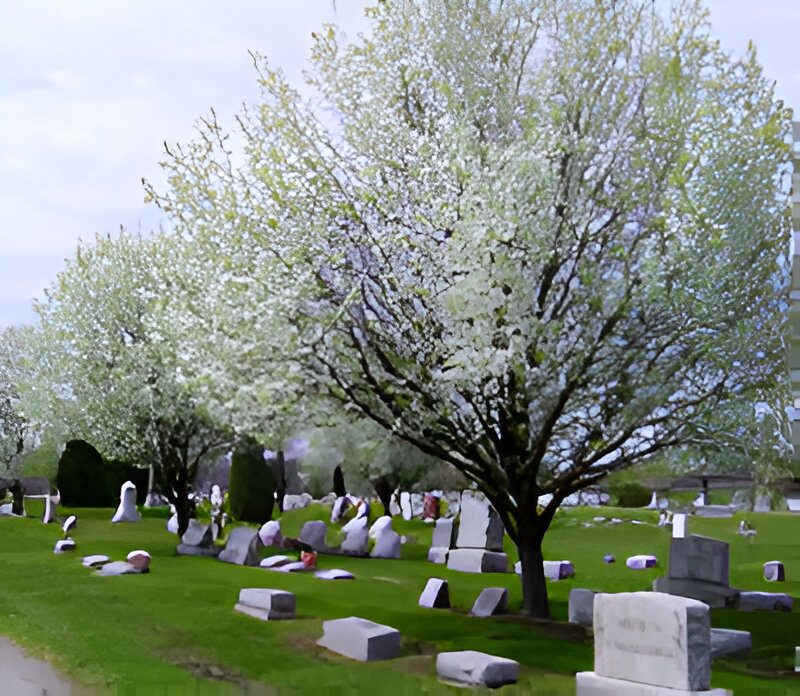 Cemetery with blossoming trees and headstones.
