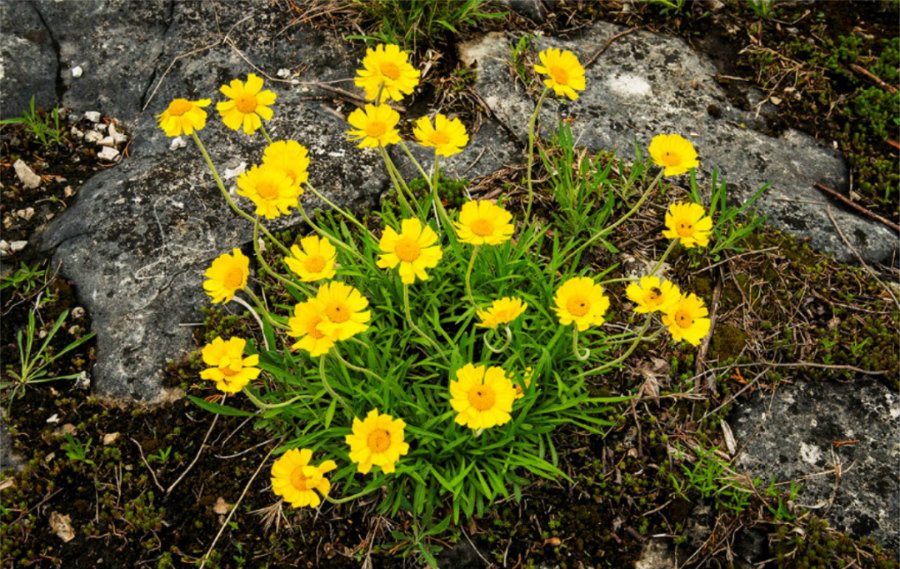 Yellow flowers blooming on rocky ground.