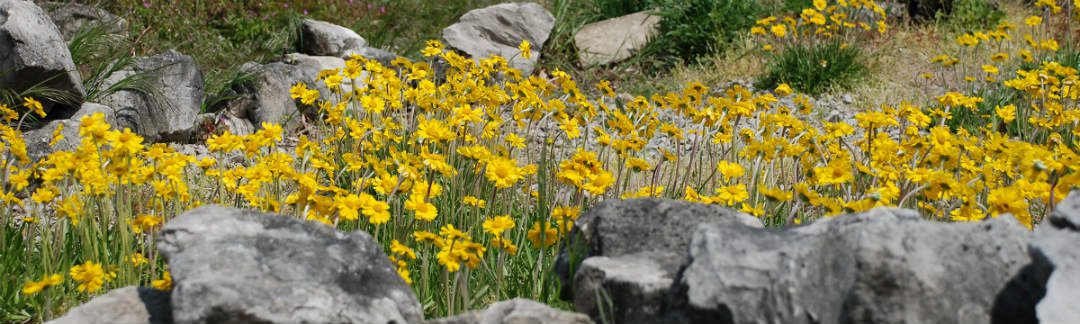 Yellow flowers blooming among rocks and grass.