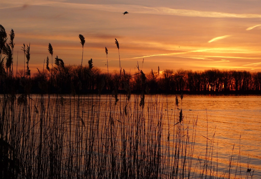 Sunset over river with silhouetted reeds.