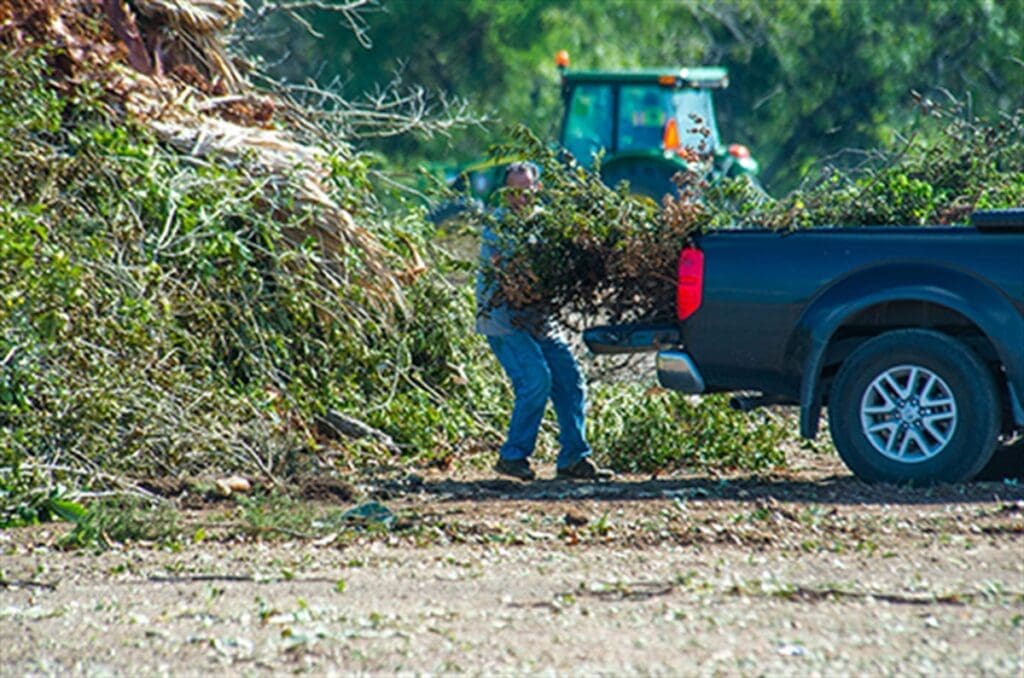 man unloading tree branches from the back of a blue pick-up truck
