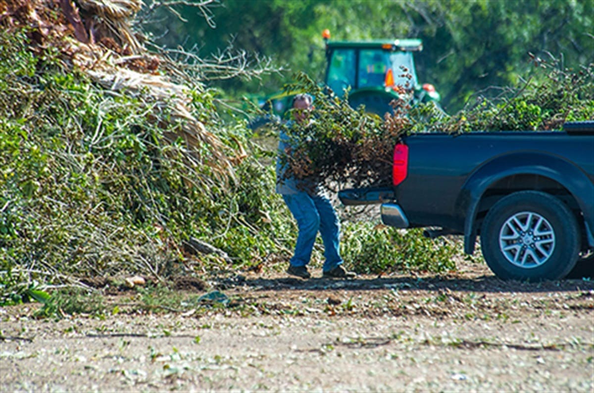 man unloading tree branches from the back of a blue pick-up truck