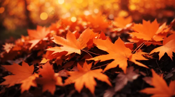 fall leaves on the gorund